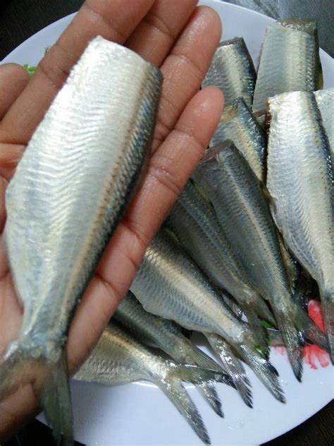 Hidangan ikan bakar ini dapat kamu sajikan sebagai menu akhir pekan cara membuat: Tak Sangka Rupanya Mak-Mak Boleh Juga Buat Pekasam Guna ...