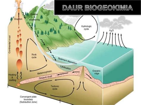Check spelling or type a new query. Macam-macam Daur Biogeokimia Beserta Proses dan Gambar - Pelajaran Sekolah Online