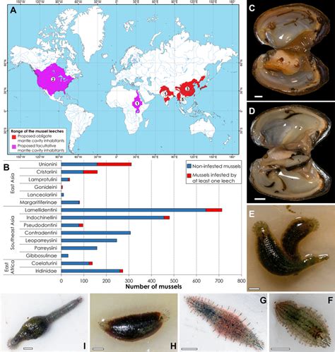 We did not find results for: Map of global distribution of leeches associated with ...