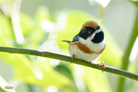 Manage your video collection and share your thoughts. Alder's Bird-watching Notes: 紅頭山雀．Black-throated Tit．2013/11/18