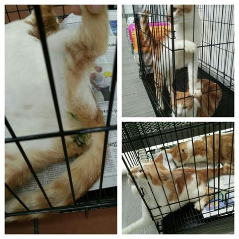 Kok lok kong & anor v chow jack seon & anor. Neutering aid for 16 cats in the Klang Valley (Sally Chan ...