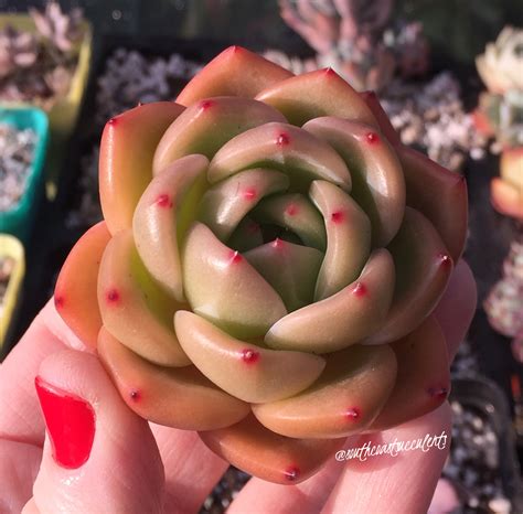 Echeveria is a great plant to use in containers with other succulents in the summer months. Rare succulent Echeveria agavoides shallot | Rare ...