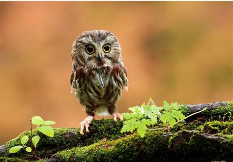 Möchtet ihr spielerisch die konzentrationsfähigkeit der kinder steigern, dann bietet sich das arbeitsblatt mit den winterbildern der tiere dazu an, ein memory spiel herzustellen. Winterbilder Tiere Als Hintergrundbild / Winter Foto ...