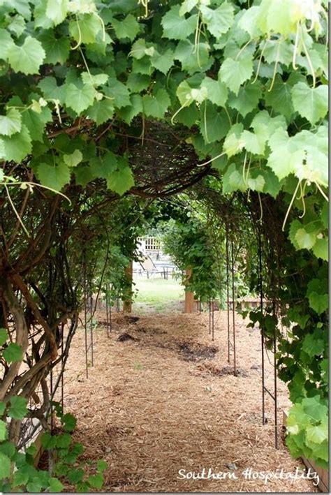 Wooden grape arbor with veggie beds underneath. Serenbe: A Day in the Country | Backyard pergola, Backyard ...