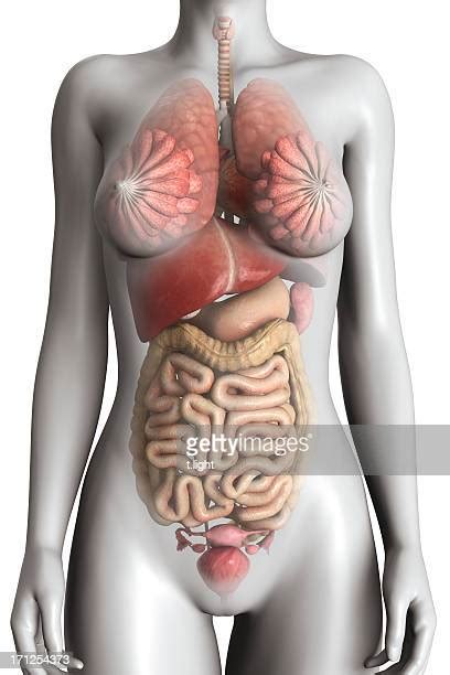 This can effectively educate everyone on the female human body. Human Internal Organ Stock Photos and Pictures | Getty Images