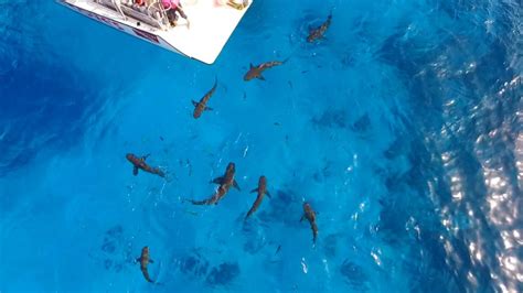 The video game and shark attack deathmatch 2. New App Could Help Track Sharks Video - ABC News