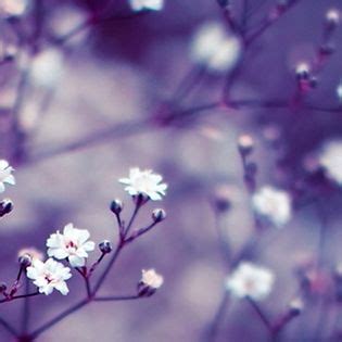 When you order $25.00 of eligible items sold or fulfilled by amazon. White Flowers on Branches Purple Facebook Cover - Nature