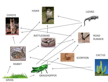 You will see that depending on what is out there, you will have all. Food Web - Lily's and Maddie's site