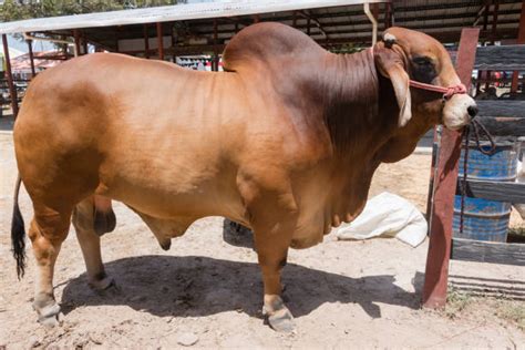 Sfoglia 355 brahman cattle fotografie stock e immagini disponibili, o avvia una nuova ricerca per scoprire altre fotografie stock e immagini. Best Brahman Cattle Stock Photos, Pictures & Royalty-Free ...