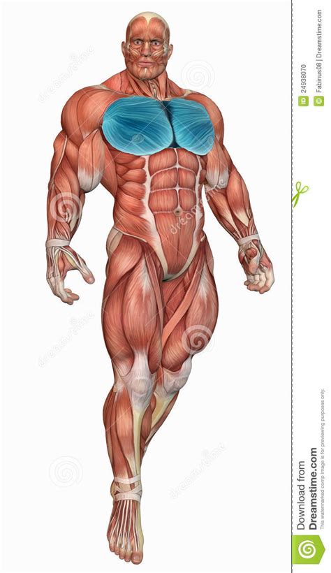 Chest muscles chandler physical therapy. Muscular anatomical man stock illustration. Illustration ...