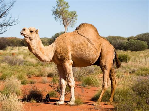 When a camel is unable to access food for a long period of time, its. Feral camel cull in northwest South Australia to begin ...