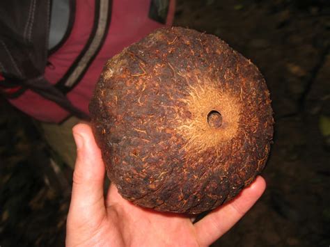 Brazil nuts are widely consumed as a snack, eaten raw or roasted, and/or salted. Seeds Survive Extreme Falls — Biological Strategy — AskNature