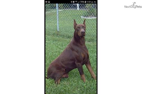 Doberman pinscher for sale in florida. Male 1: Doberman Pinscher puppy for sale near South ...