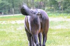 mare horse sexy