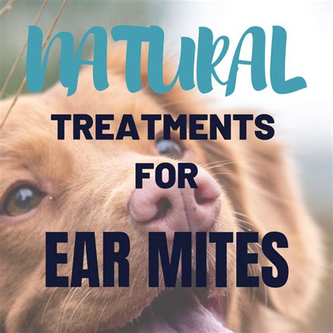 Can you use vaseline to treat ear mites? How to Get Rid of Your Dog's Ear Mites Naturally | PetHelpful