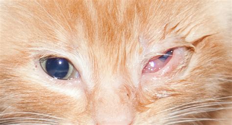 Stopped after 10 pills cause of itchy hives. Cat Eye Infection Home Remedies, Causes, and Pictures ...