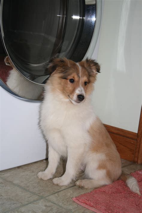 Maybe you would like to learn more about one of these? Shetland Sheepdog Puppies For Sale | Willard, OH #274404