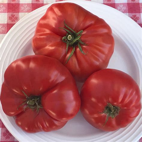 Marian f1 tomato seeds in kazakhstan you can buy from us. Aussie Heirloom Tomato Seeds