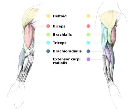How skeletal muscles are named? Liam Roberts BAGD YR2: Arm Anatomy Reference