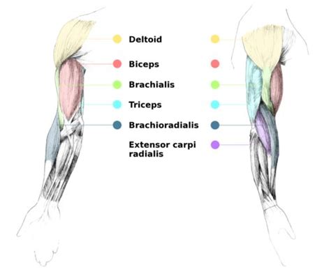 Muscle charts, muscle arm charts, back muscle chart, lower leg muscle charts, muscle leg chart. Liam Roberts BAGD YR2: Arm Anatomy Reference