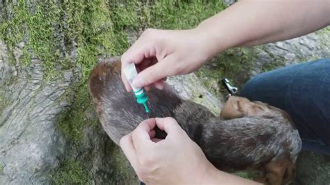 Failing to treat all of the areas will likely lead to. Applying Vectra 3D Flea and Tick Treatment - YouTube