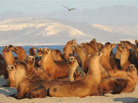 Se les llama los cachorritos del mar y hoy vas a entender por qué. Los leones marinos de California superan riesgo de ...