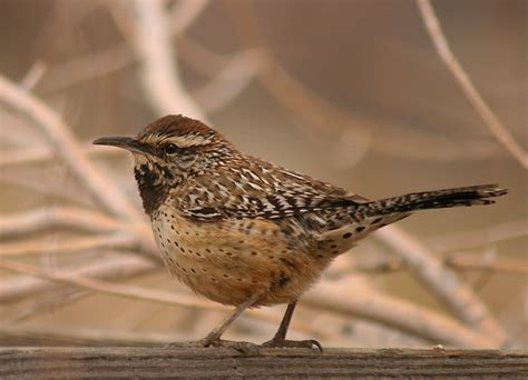 Ornithologists generally recognize seven subspecies, with the exact taxonomy under dispute. Posing Cactus Wren