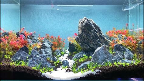 In brazil we eat beans at least once a day, sometimes more. TUTORIAL BRAZILIAN STYLE AQUASCAPE 60P PART 2 - YouTube