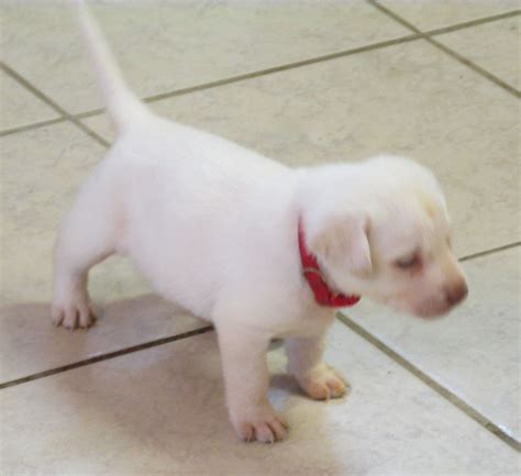 Labs originated on the island of newfoundland. KTL AKC English Labrador Puppy, Puppies Available in ...