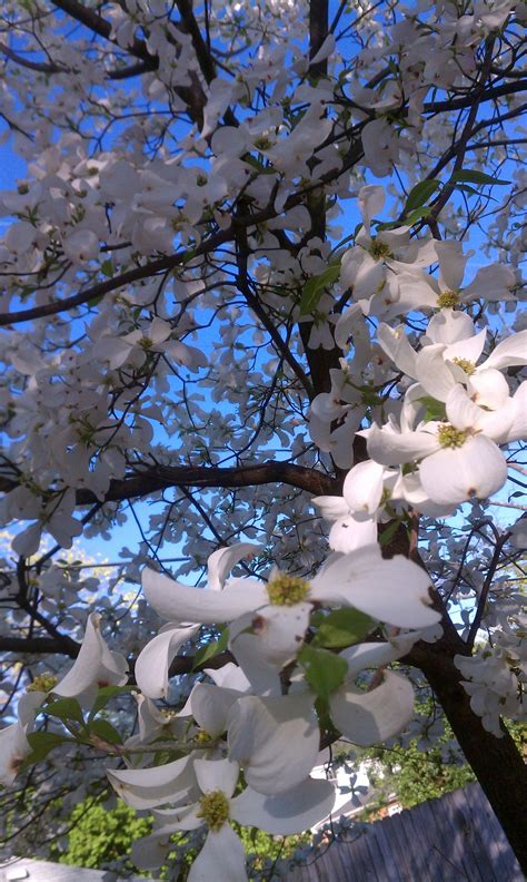 3120 w cary st richmond, va 23221 abd. spring flowers, Richmond, VA | Dogwood blossoms, Spring ...