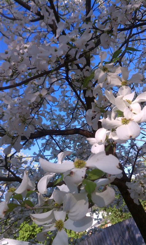 Maybe you would like to learn more about one of these? spring flowers, Richmond, VA | Dogwood blossoms, Spring ...