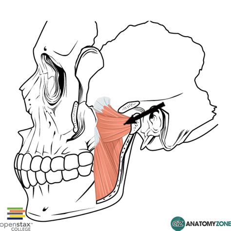 Often, a muscle is divided into other muscles; Muscles of the Head and Neck Flashcards | Easy Notecards