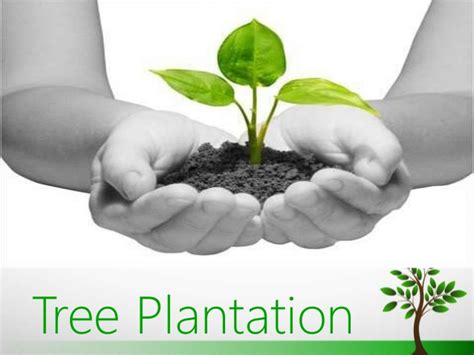 Plant tress for a better world tree plantation for life Tree plantation