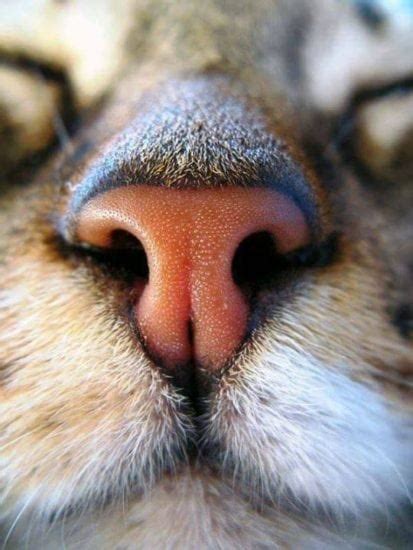 How long before cat food spoils? Interesting Facts About the Cat Nose and the Cat Sense of ...