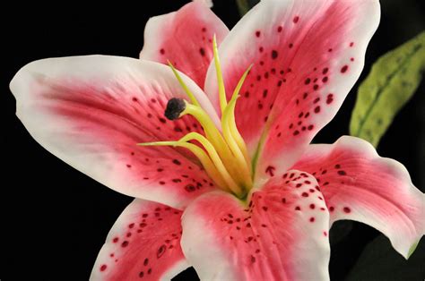 Le più belle immagini di fiori offerte gratis dal web. Come consegnare i fiori? | Cura dei fiori