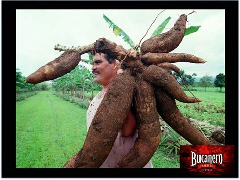 La cerveza de yuca en saraguro. Pin en CERVEZA BUCANERO