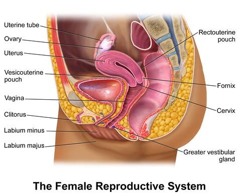 The uterus is divided into three parts pelvic anatomy - Google Search | Reproductive system ...
