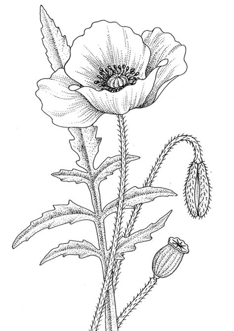 Imprimer noir&blanc, coloriez ce dessin anti stress et relaxez. Coloriage coquelicot - Coloriages Gratuits à Imprimer ...