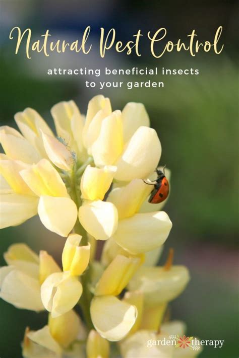 The best plants to attract beneficial insects and bees, and if you've noticed plants in your garden that are bustling with insects several studies conducted by utah state university found a sugar solution effective for attracting parasitic wasps. Natural Pest Control: Attracting Beneficial Insects to ...