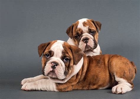 Malcolm presland, the chairman the british bulldog breeding council, said: What To Look For When Buying An English Bulldog?