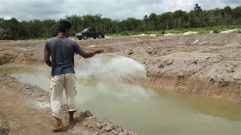 Ikan air tawar juga memiliki kandungan asam lemak dan kalsium yang tinggi dibandingkan air laut. Proses pengapuran kolam tambak air tawar #barokah maju bersama#lingkuk lubuk besar bangka tengah ...