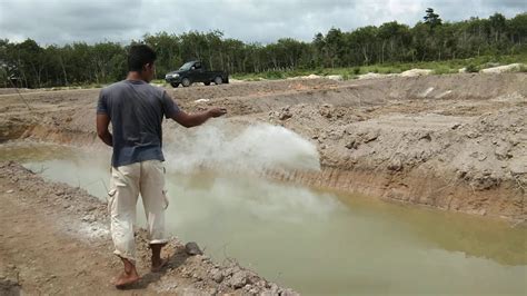 Kijing ada yang memiliki cangkang panjang dan asimetri, cangkangnya juga ada yang bulat atau kurang bulat atau dengan bentuk yang lonjong. Proses pengapuran kolam tambak air tawar #barokah maju bersama#lingkuk lubuk besar bangka tengah ...