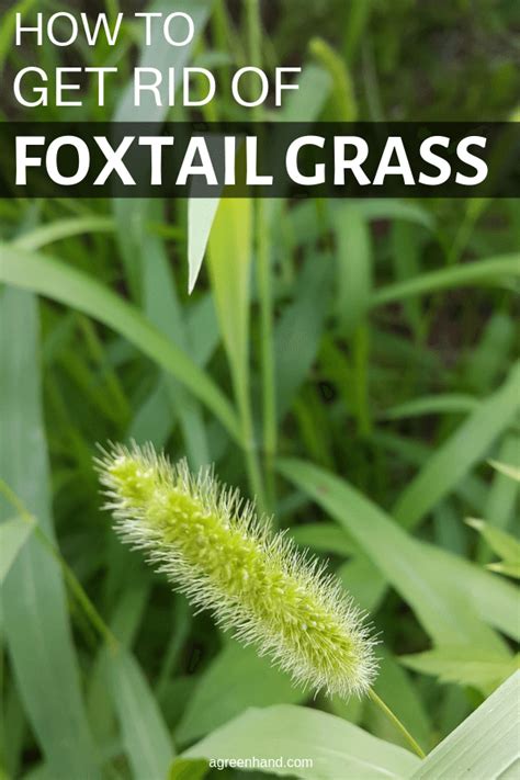 Pest rid works best on toads when combined with pest rid granules and can my dog just licked a toad and collapsed and i had to rush her to the emergency the toads are in the pond plants and i'm afraid of harming the fish while trying to. How To Get Rid Of Foxtail In Lawn | Tyres2c