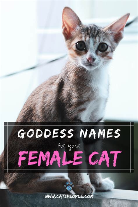 Naming your black cat for his or her personality traits is a great way to go, as it is with any cat. 15 Goddess Names for Female Cats | Cat parenting, Goddess ...