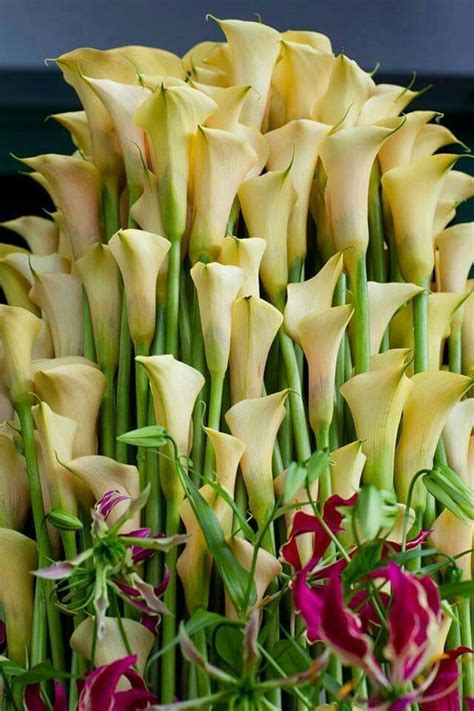 Ratings, reviews and photos from the local customers and articles about designs by lorraine. Pin by lorraine hardy on calla lillies | Calla lillies ...