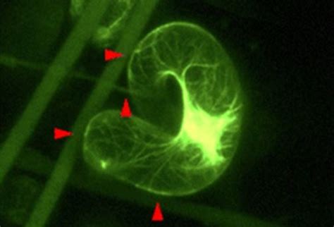 Check spelling or type a new query. New tools for a new era: 3D plant cell culture and tissue ...