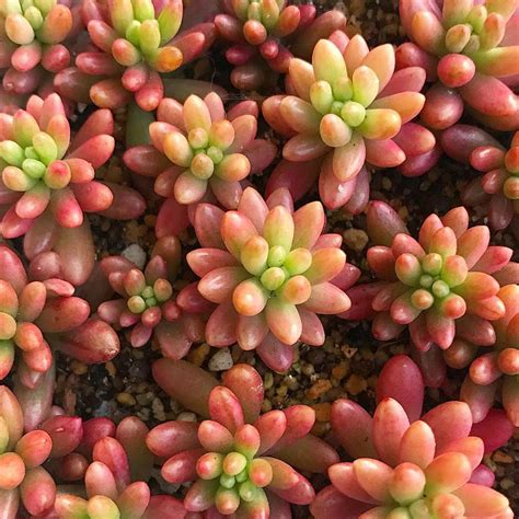 Jelly bean succulents are toxic for both cats and dogs to a certain mild level. Pink Jelly Bean Sedum in 2020 | Sedum, Drought resistant ...