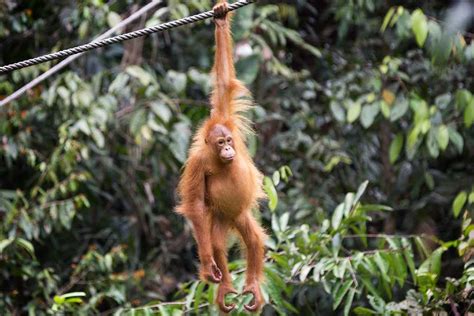 However, the court of appeal noted that lot 3824 and lot 3825 which were declared as malay reserve lands are held by the first defendant who was not a malay under the enactment. Semenggoh Nature Reserve, Kuching - Holidify
