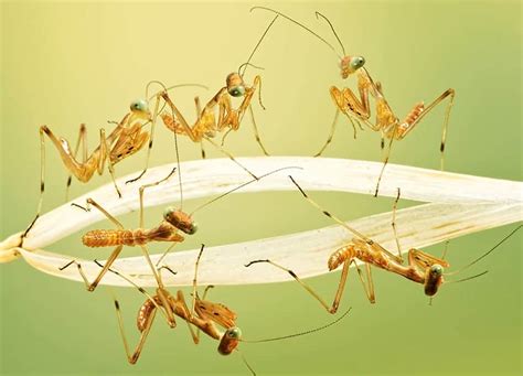 There are 1919 praying mantis for sale on etsy, and they cost 30,82 $ on average. prayingmantis - Pointe Pest Control | Chicago Pest Control ...