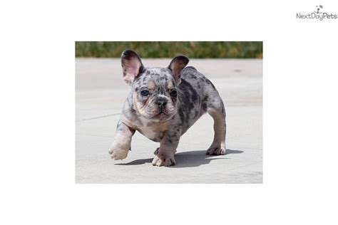 Adorable blue merle french bulldog male puppy! Lilac Merle Tri: French Bulldog puppy for sale near Los ...